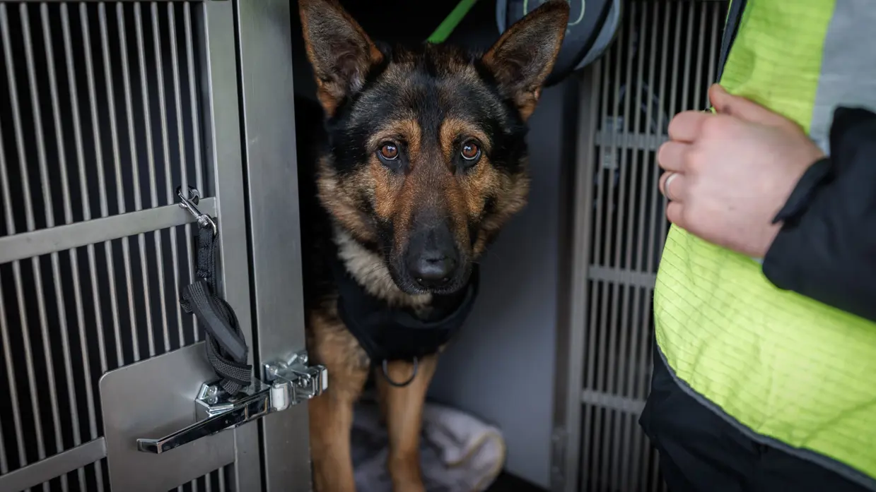 Een jonge herdershond tuurt vanuit een kennel braaf in de camera, terwijl een man in een geel hesje hem aangelijnd houdt.