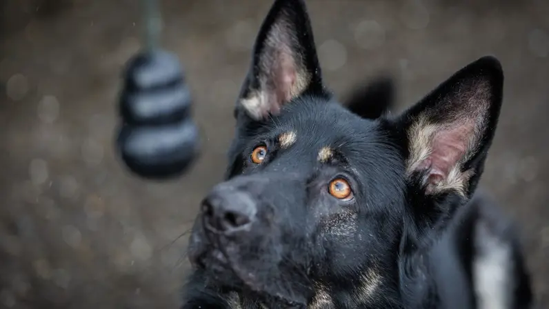 Close-up van een K9 hond van de Koninklijke Marechaussee.