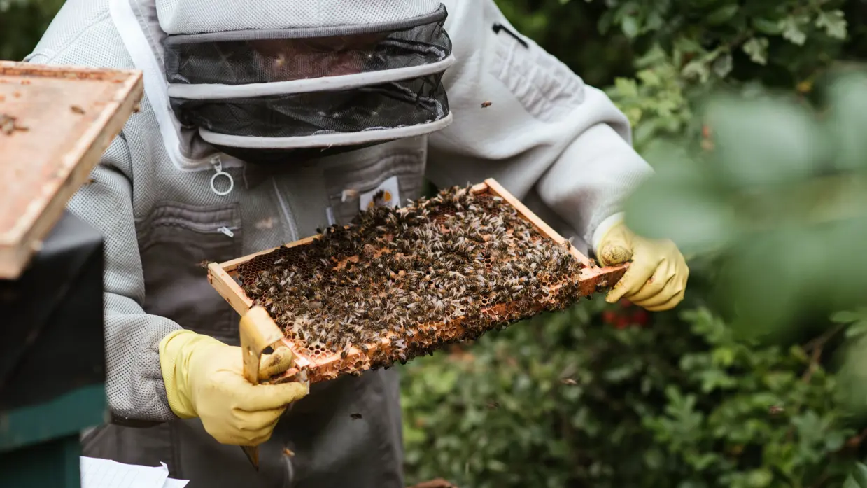 Een imker in witte beschermkleding en met handschoenen houdt een houten raam vol bijen vast, omringd door groen blad en natuur. 