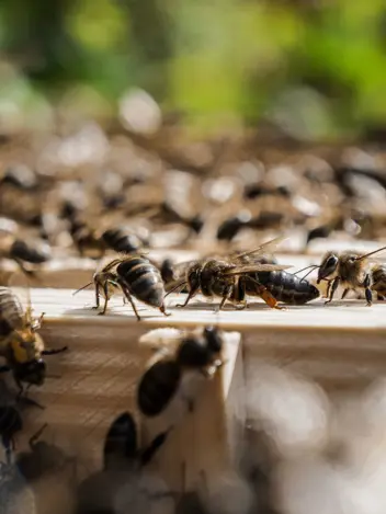 Bijen met gestreepte lijfjes en vleugels lopen over een houten oppervlak in een drukke korf.