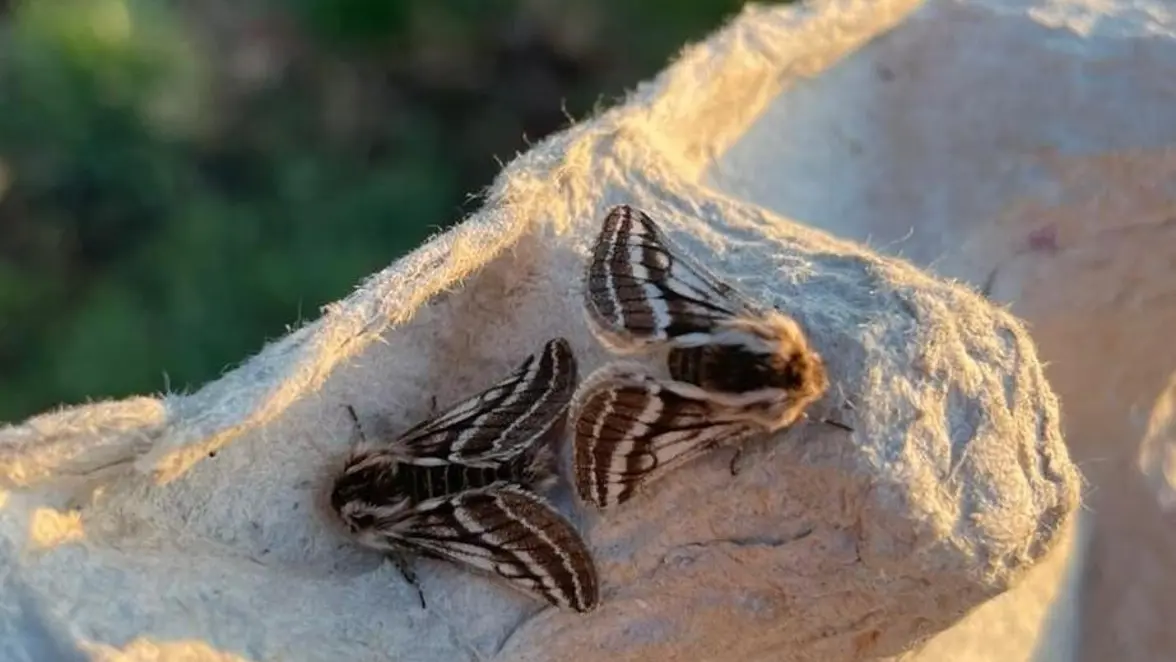 Twee vlinders op een steen