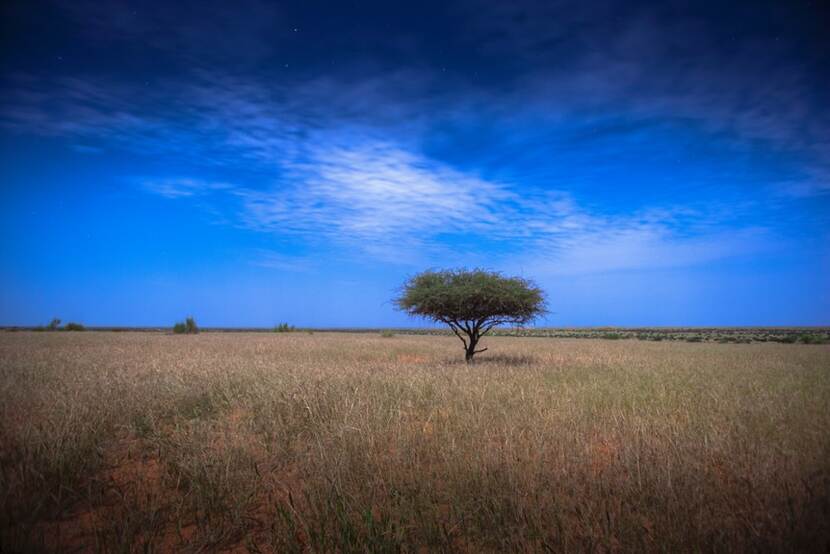 Eenzame boom op grasvlakte in Mali.