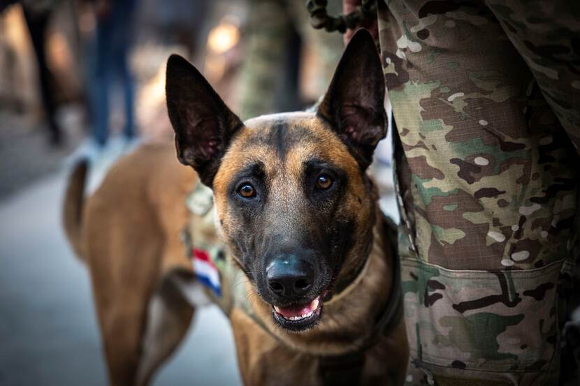 Herdershond naast benen van militair.