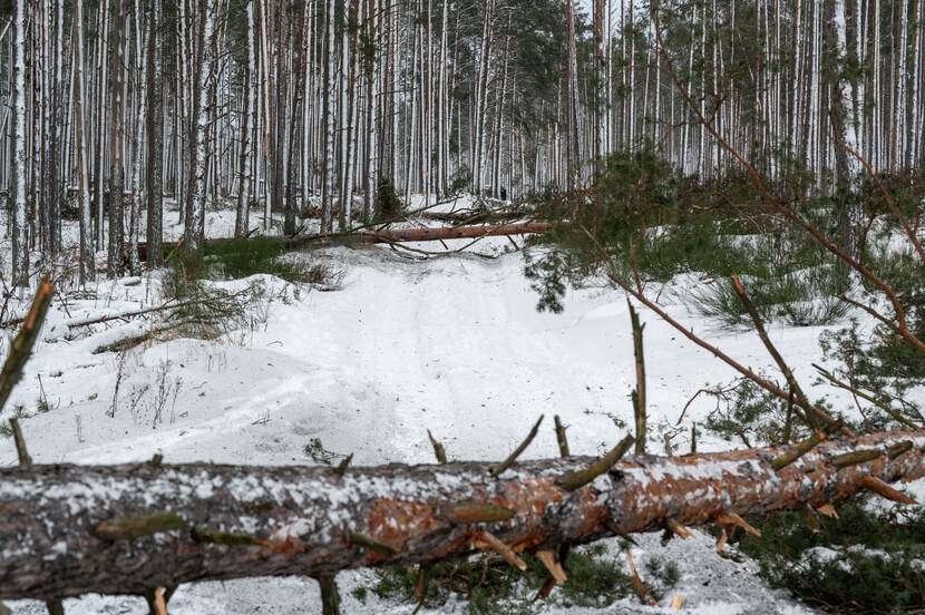 Liggende bomen versperren pad in besneeuwd bos.