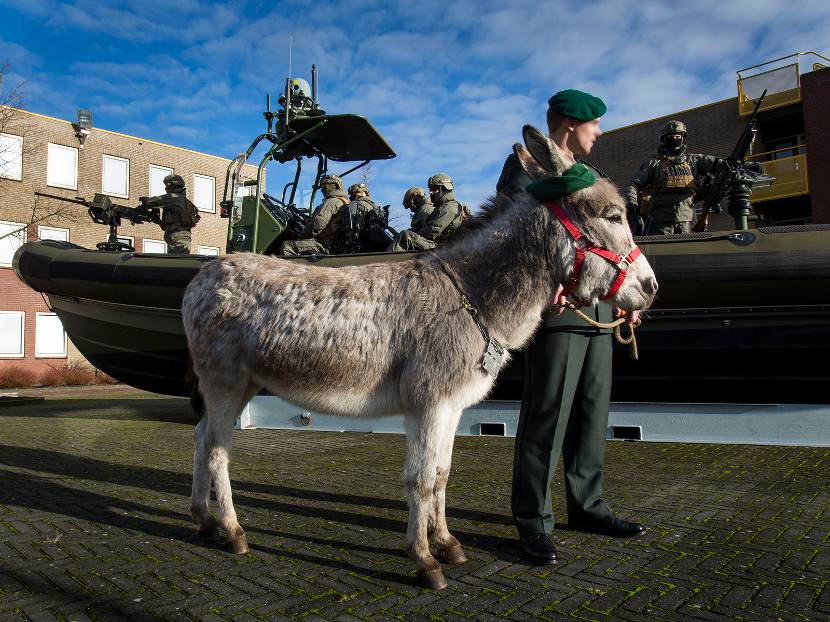 De ezel Snedder, de mascotte van het Korps Commandotroepen.