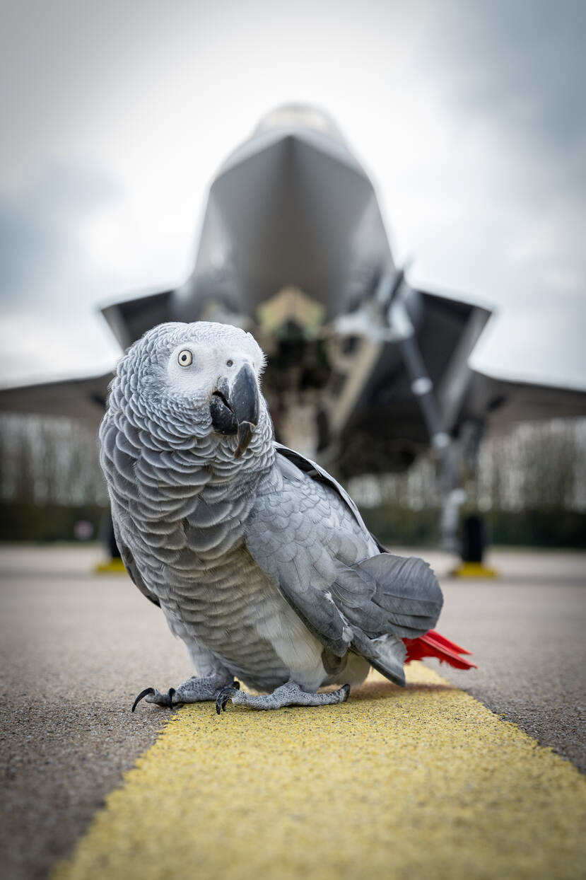 Papegaai op de landingsbaan met daarachter een F-35.