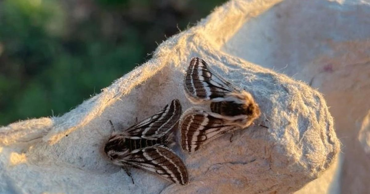 Zeldzame vlinders en vleermuizen: Defensie beschermt unieke natuur
